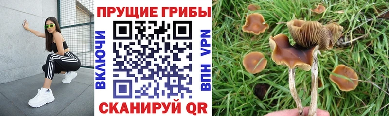 где купить наркоту Спас-Клепики Псилоцибиновые грибы ЛСД